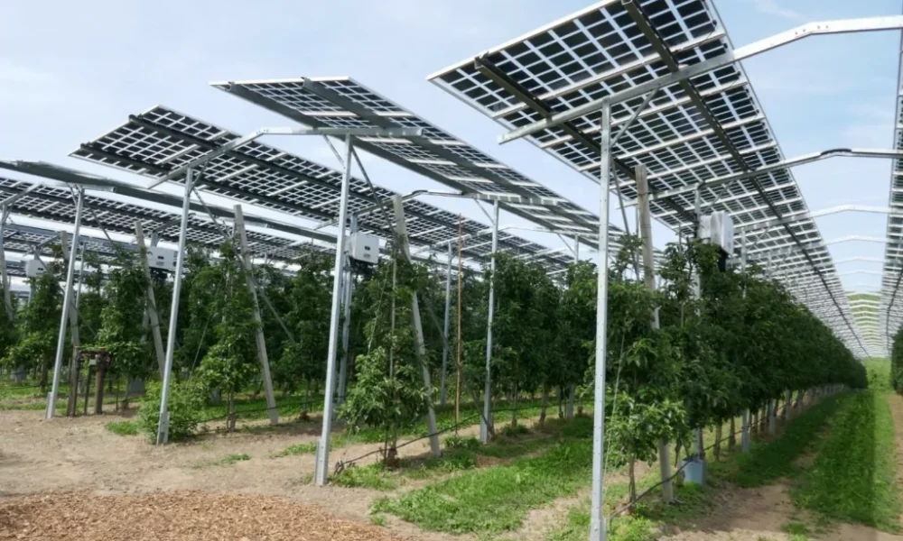 agri-pv_Sonnenfolger-1024x683